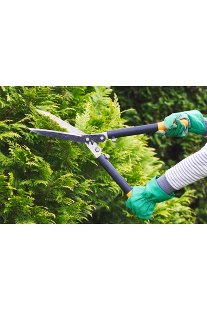 Thuja occidentalis Brabant TOPIAR Pyramis